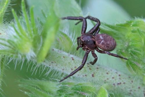 Xysticus sp.